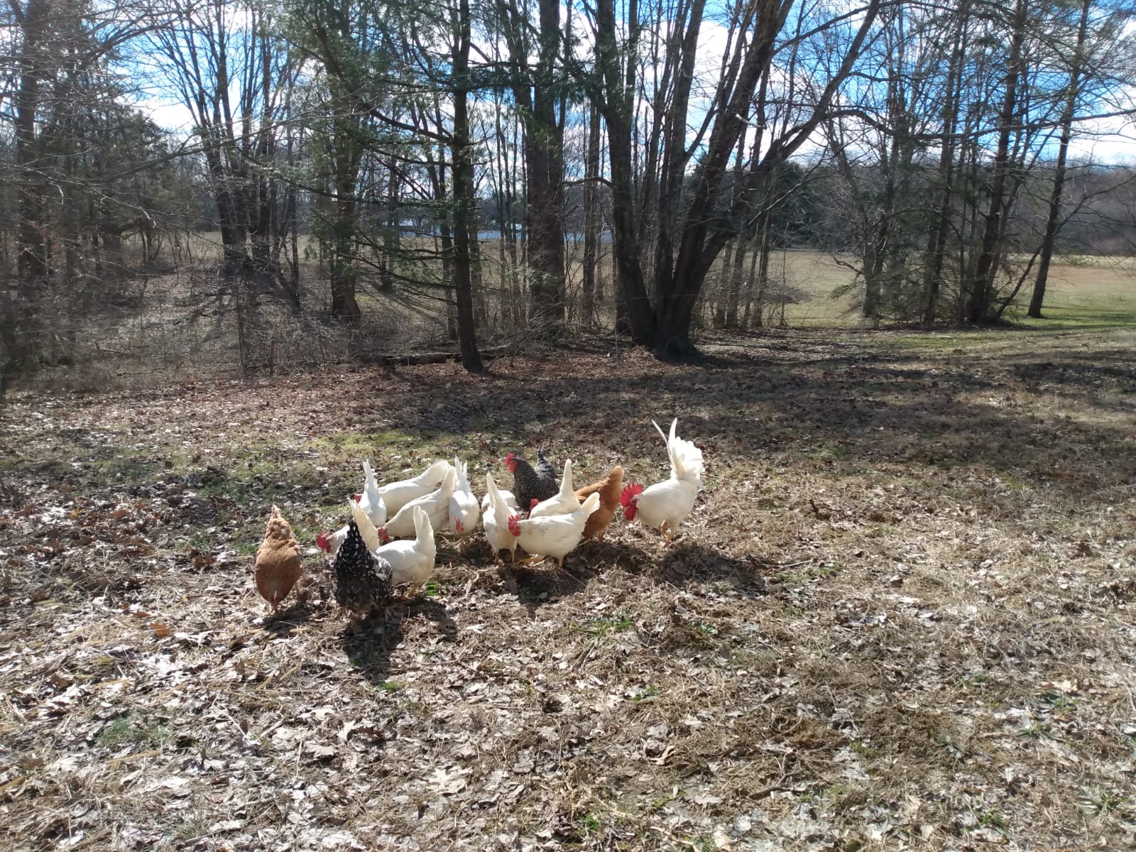 Chickens